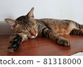 cat relaxing and sleeping 81318000