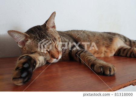 cat relaxing and sleeping cat relaxing and sleeping 81318000