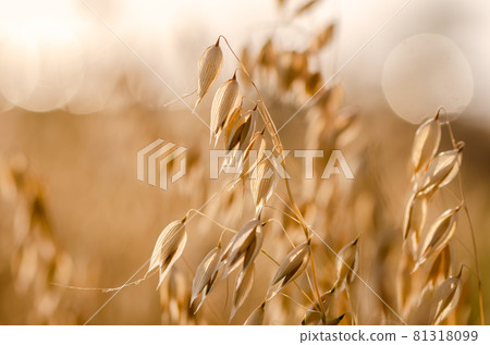 Golden ears of oat on the field. 81318099