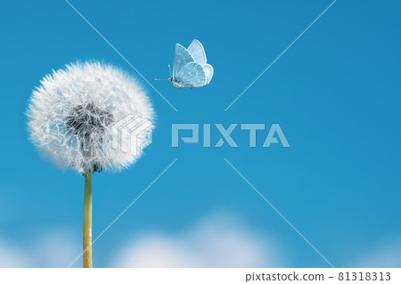 White dandelion with flying butterfly on blue sky background. Copy space 81318313