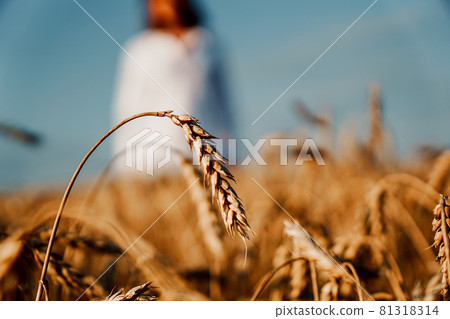 Wheat field. Focus on a mature ear. Woman in white shirt on a blurred background 81318314
