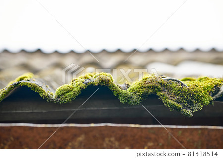 Outdated corrugated slate with green growing moss on roof Outdated corrugated slate with green growing moss on roof 81318514