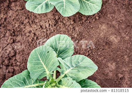 Lush young cabbage seedlings grow in kitchen garden Lush young cabbage seedlings grow in kitchen garden 81318515