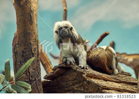 Funny cotton headed tamarin sits with friend on wooden house Funny cotton headed tamarin sits with friend on wooden house 81318523