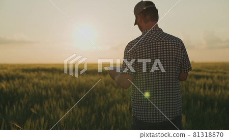a farmer walks across a field holding a tablet in his hand at sunset in the sky, an agronomist works in a field, a worker walks through a green ranch, crops have risen, harvest season a farmer walks across a field holding a tablet in his hand at sunset in the sky, an agronomist works in a field, a worker walks through a green ranch, crops have risen, harvest season 81318870