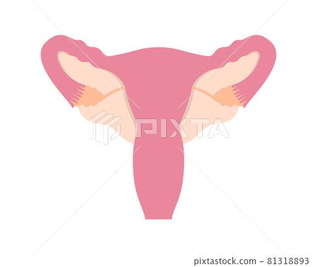 Colorful healthy female human reproductive system on white background 81318893