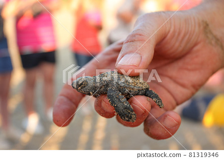 Volunteer hand hold freshly hatched newborn turtle, still covered in sand 81319346