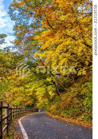 Yamanashi Prefecture Autumn Leaves Mitake Shosenkyo 1pondo Yamanashi Prefecture Autumn Leaves Mitake Shosenkyo 1pondo 81319556