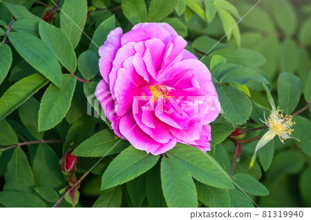 Blooming rosehip flower, beautiful pink flower on a bush branch. Beautiful natural background of blooming greenery. 81319940