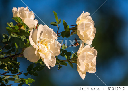 Flowering rosehip bush on a sunny summer day, close-up. Delicately white flowers on a branch of rose hips. 81319942