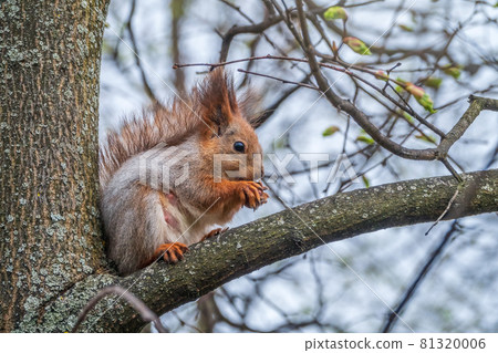 The squirrel with nut sits on a branches in the spring or summer. 81320006