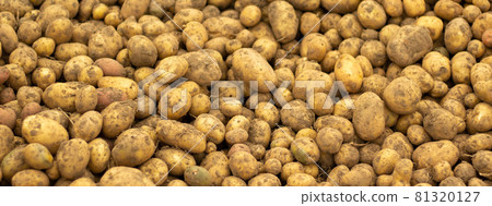 Close up view of a case of a fresh crop of potatoes. Potato background. Concept. 81320127