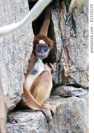 Beautiful princess ● 81320229