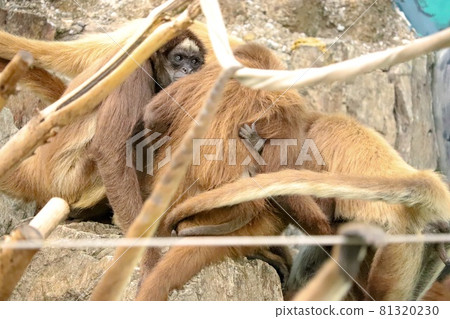 What are you guys doing together? Monkey 81320230