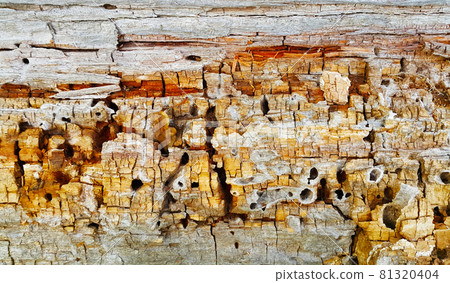 Texture of decaying wood trunk with cracks and holes Texture of decaying wood trunk with cracks and holes 81320404