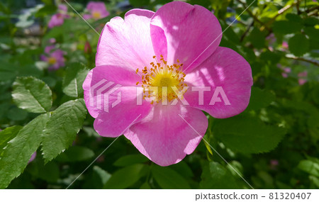 Beautiful pink flowers of dog rose bush Beautiful pink flowers of dog rose bush 81320407