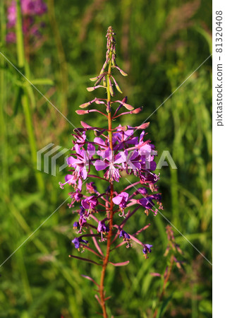 Beautiful flowers of Willow-herb or Ivan-tea in summer meadow Beautiful flowers of Willow-herb or Ivan-tea in summer meadow 81320408