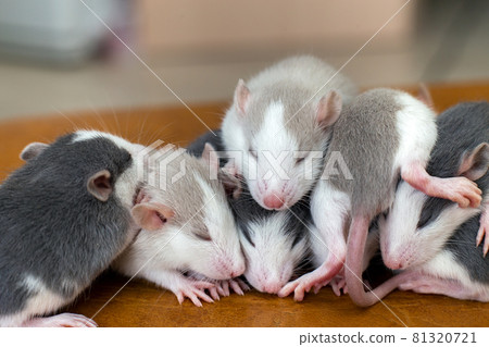 Many small funny baby rats warming together one on top of another. Many small funny baby rats warming together one on top of another. 81320721