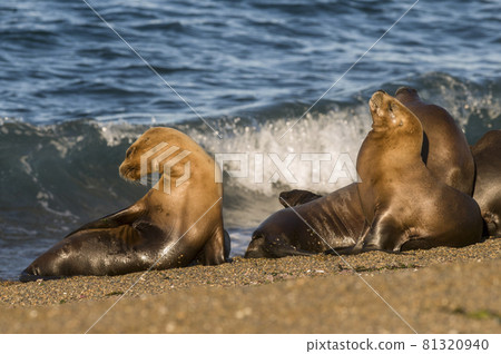 Baby sea lion , Patagonia Argentina Baby sea lion , Patagonia Argentina 81320940
