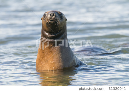 Baby sea lion , Patagonia Argentina Baby sea lion , Patagonia Argentina 81320941