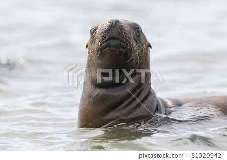 Baby sea lion , Patagonia Argentina Baby sea lion , Patagonia Argentina 81320942