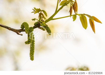 Walnut blooms. Green buds of walnut on tree branch on blurred background. 81320984