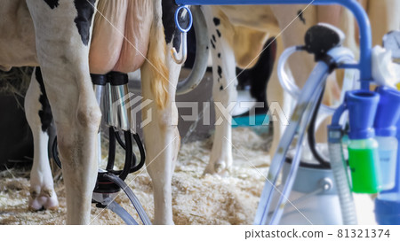 Portable milking suction machine with teat cupt during work with cow: close up Portable milking suction machine with teat cupt during work with cow: close up 81321374