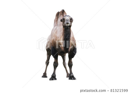 Bactrian Camel isolated on white. The Bactrian camel Camelus bactrianus is a large, even-toed ungulate native to the steppes of Mongolia. 81321599