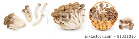 Brown beech mushrooms or Shimeji mushroom isolated on white background. Set or collection 81321810