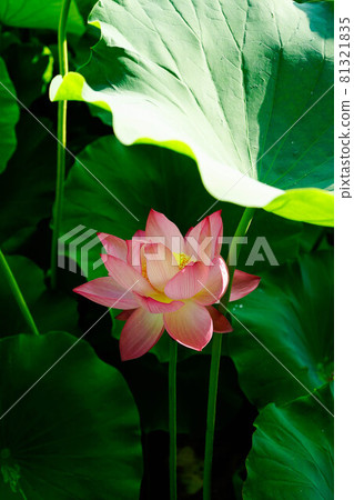 紅蓮 紅蓮 81321835