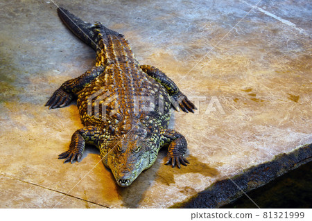Top view of a large crocodile in an animal park. Wildlife. 81321999
