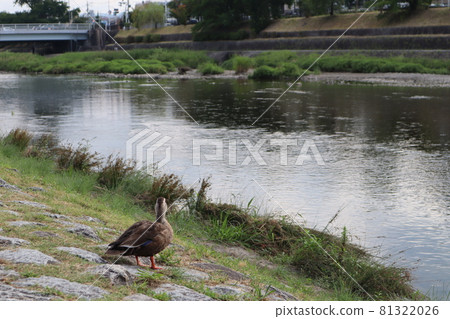 A landscape with a duck with its back turned as if looking at the river, a river and a bridge that looks vaguely, and a riverbed on the opposite bank A landscape with a duck with its back turned as if looking at the river, a river and a bridge that looks vaguely, and a riverbed on the opposite bank 81322026