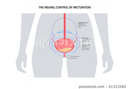 Micturition neural control 81322080