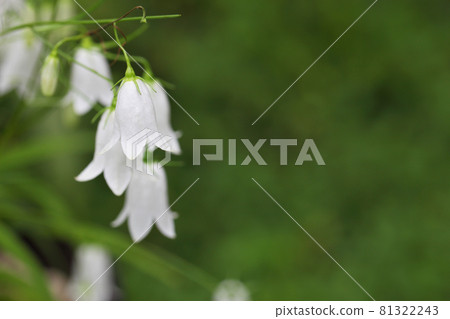 White flowers of Iwashajin 81322243