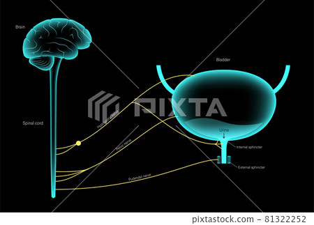Micturition neural control 81322252
