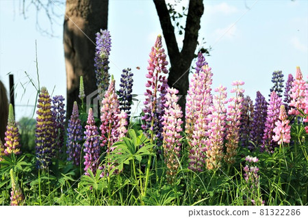 Close up of colorful pink and purple lupins 81322286