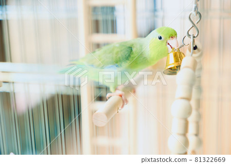 Parrotlet Parrotlet 81322669
