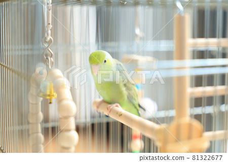 鸚鵡 鸚鵡 81322677