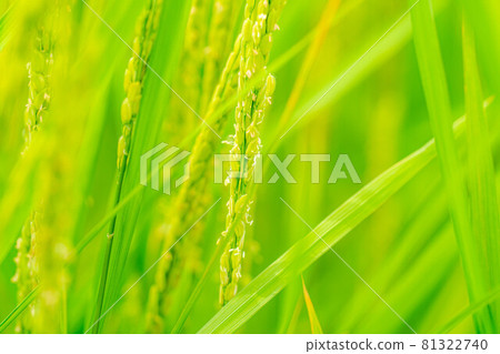 【夏季素材】水稻開花【長野縣】 【夏季素材】水稻開花【長野縣】 81322740