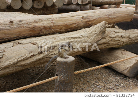 Sesame eating squirrel Sesame eating squirrel 81322754