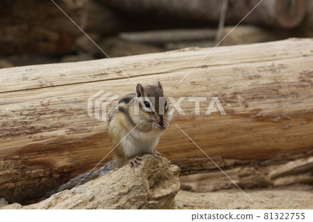 Sesame eating squirrel 81322755