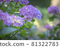 Image of blue-purple hydrangea flowers 81322783