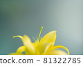 Close-up image of a yellow lily flower 81322785