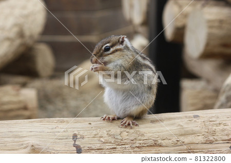 Sesame eating squirrel Sesame eating squirrel 81322800