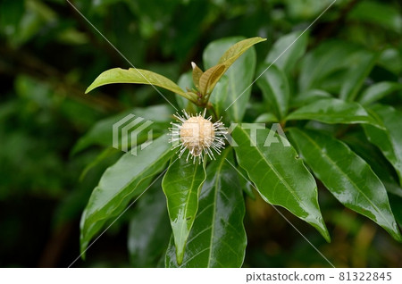 Shimataniwatarinoki 81322845