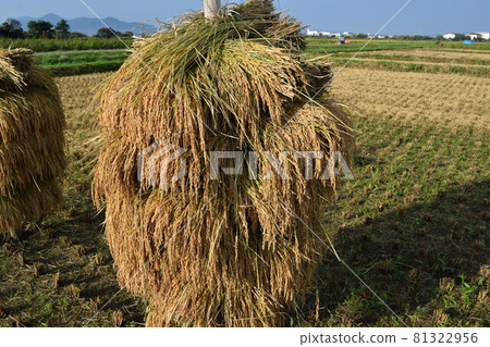 收穫的稻穗堆放乾燥 收穫的稻穗堆放乾燥 81322956