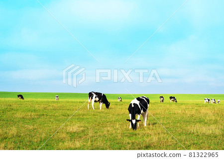 Ranch scenery cow Hokkaido 81322965