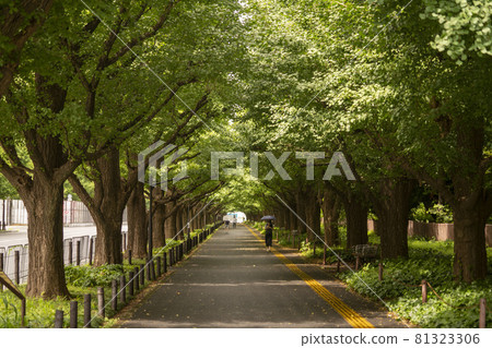 A walk in front of Meijijingu Gaien 81323306
