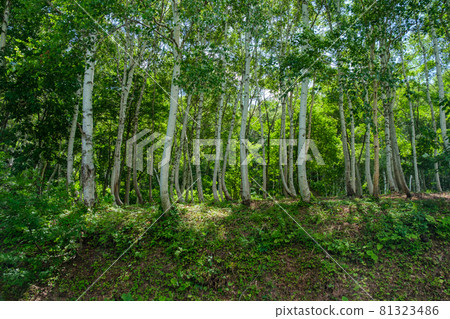 White birch tree shade White birch tree shade 81323486