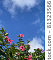 Okinawa blue sky and hibiscus flowers 81323566